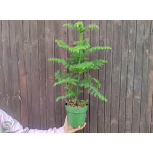 Araukária štíhla (Araucaria Heterophylla) - výška 35-45 cm, kont. C2L 
